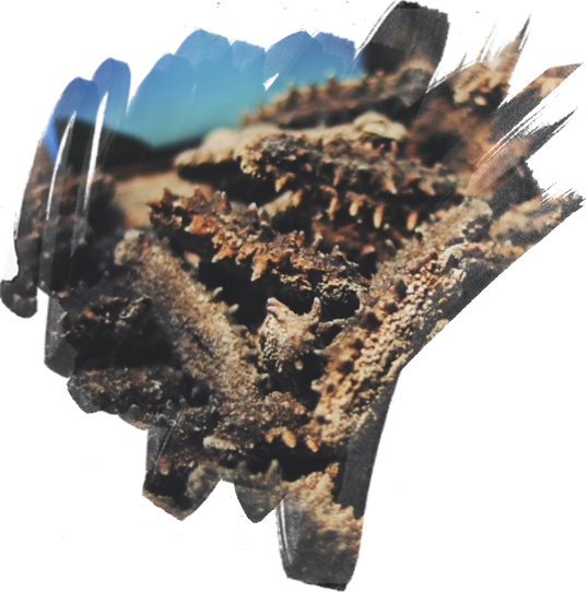 長(zhǎng)島野生海參批發(fā)