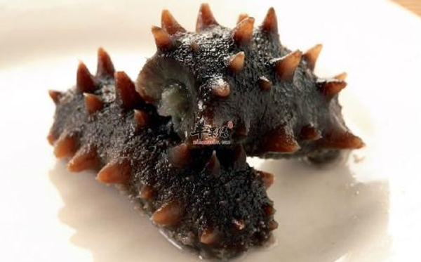 長島野生干海參到底好在哪里？