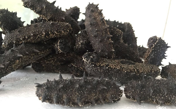 認(rèn)識(shí)砣磯島海參：從海里到餐桌的小知識(shí)