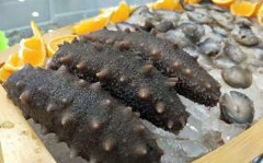 大欽島海參的獨特品質(zhì)與鑒別方法