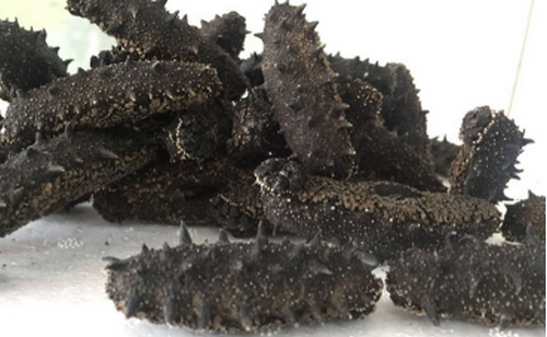 養(yǎng)殖長島刺參注意事項