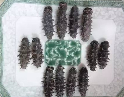 供應(yīng)高檔干海參禮盒，傳統(tǒng)晾曬